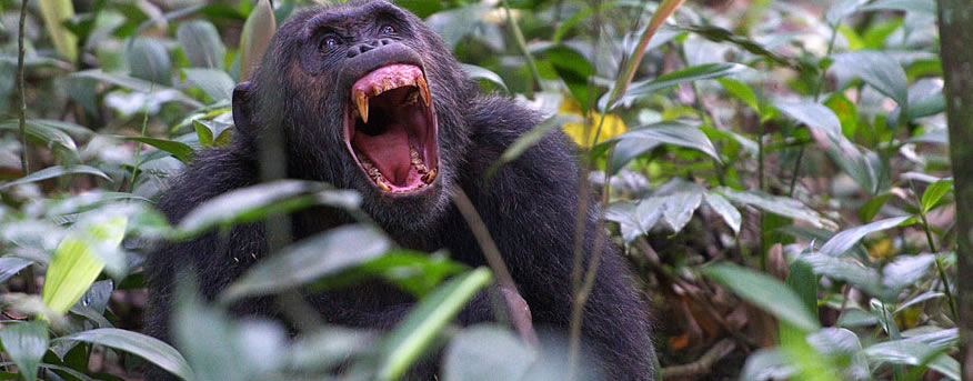 Chimpanzee Trekking in Nyungwe National Park