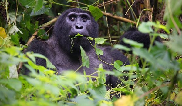 Visit Rwanda Gorillas - Rwanda Gorilla Trekking & Wildlife Safaris