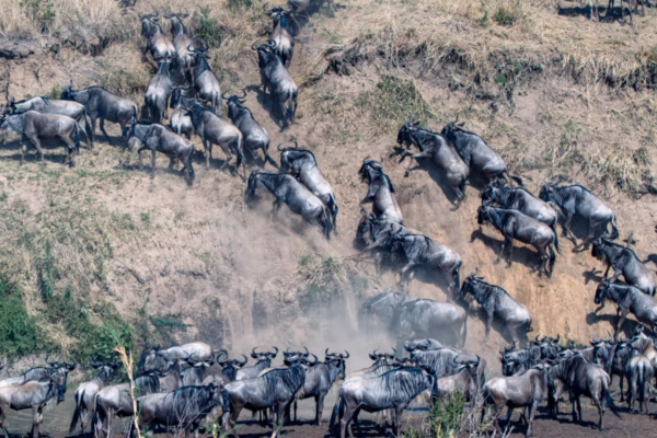 Wildebeest-emerging-from-the-river-Great-migration
