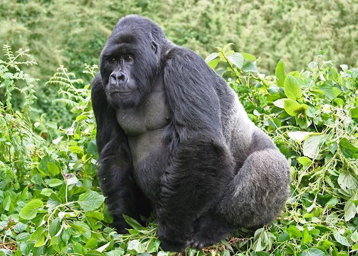 Gorilla Trekking Benefits Conservation