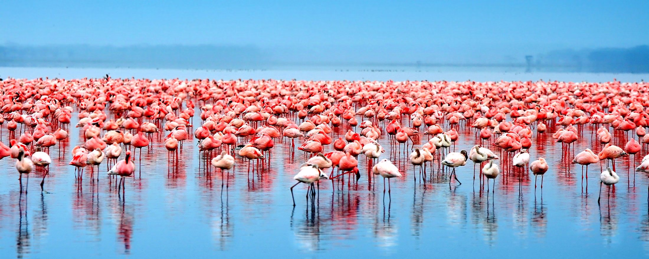 Wildlife Migrations in Africa