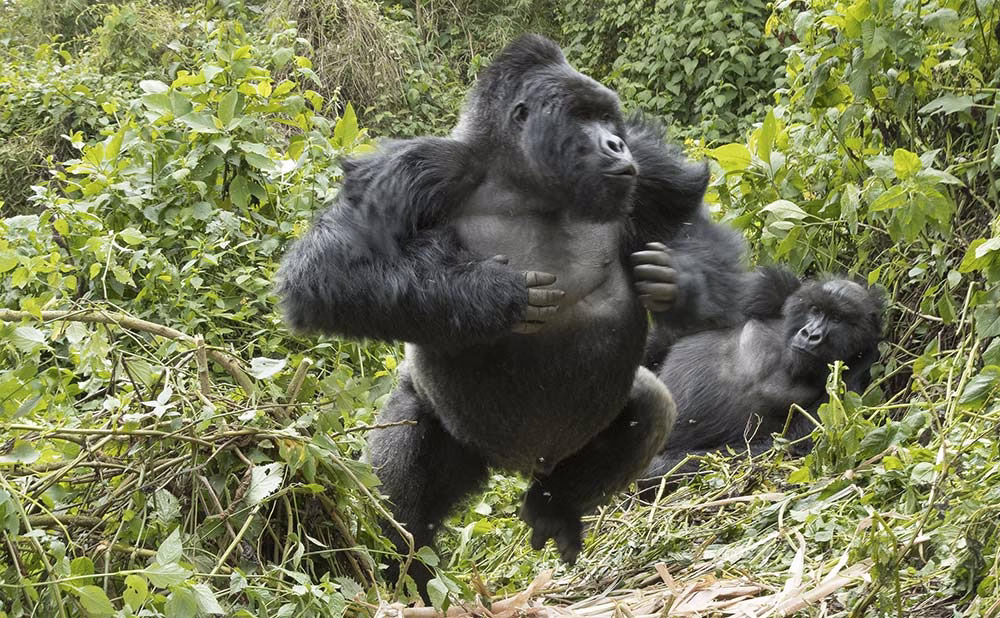 gorilla charges