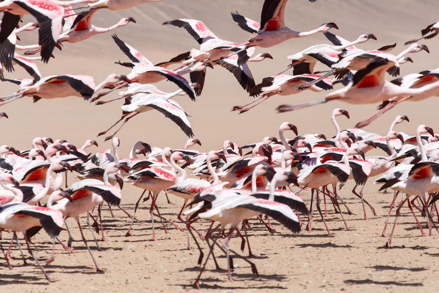 Wildlife Migrations in Africa