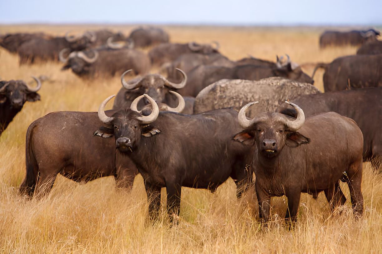 wildlife in Rwanda