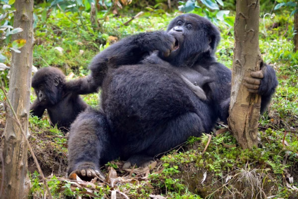 mountain-gorilla-2-1200x795